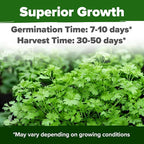 HOME GROWN 1000+ Cilantro Seeds - Image 2