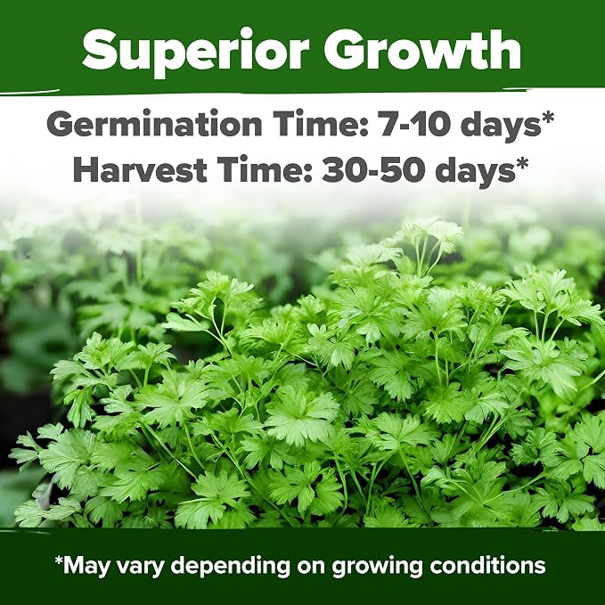 HOME GROWN 1000+ Cilantro Seeds - Image 2