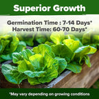 HOME GROWN Buttercrunch Lettuce Seeds 3950+ Bulk Pack Heirloom Non-GMO - Image 2