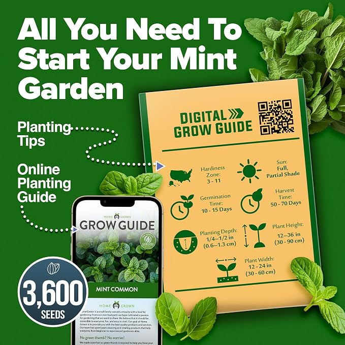 HOME GROWN Premium Common Mint Seeds 3, 600 Heirloom Herb Seeds, USA Sourced | - Image 7