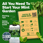 HOME GROWN Premium Common Mint Seeds 3, 600 Heirloom Herb Seeds, USA Sourced | - Image 7