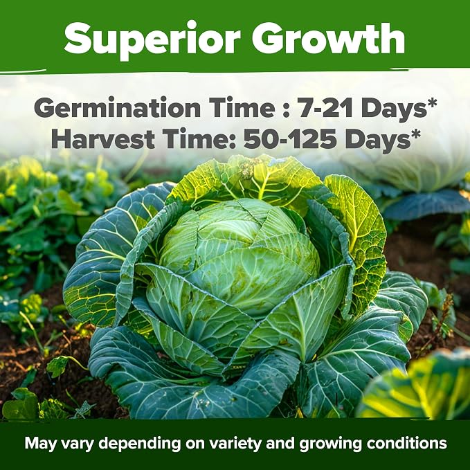 HOME GROWN Cabbage Seeds 7 Variety Mix 2000+ Heirloom Non-GMO, High Germination - Image 4