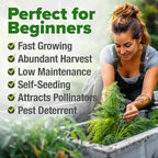 HOME GROWN Non GMO Dill Seeds for Planting 1, 014 Bouquet Dill Seeds and - Image 4