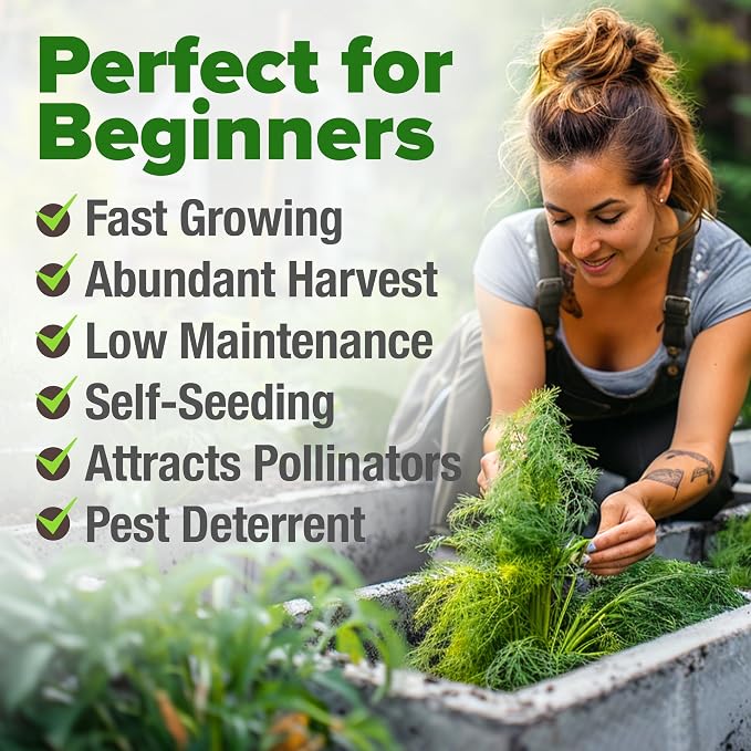 HOME GROWN Non GMO Dill Seeds for Planting 1, 014 Bouquet Dill Seeds and - Image 4
