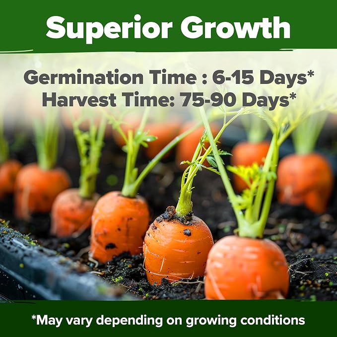 HOME GROWN Tendersweet Carrots Seeds 6000+ Heirloom Non-GMO Seeds - Image 2