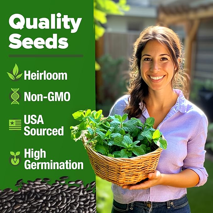 HOME GROWN Non GMO Peppermint Seeds Pack 2, 370 Heirloom Mint Seeds - Image 2