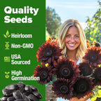 HOME GROWN Chocolate Cherry Sunflower Seeds 75 Heirloom Seeds - Image 2
