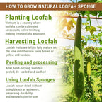 Natural Vietnamese Loofah Sponge, 100% Plant-Based Luffa Exfoliating Body - Image 2