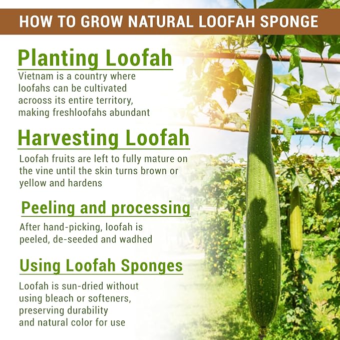 Natural Vietnamese Loofah Sponge, 100% Plant-Based Luffa Exfoliating Body - Image 2