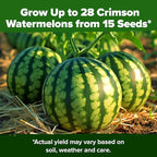 HOME GROWN Organic Crimson Sweet Watermelon Seeds 15+ Heirloom Non-GMO - Image 7