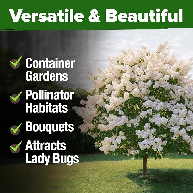 HOME GROWN 53 White Lilac Flower Seeds Non-GMO, Heirloom Tree Seeds - Image 6
