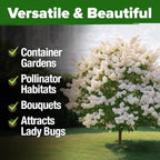 HOME GROWN 53 White Lilac Flower Seeds Non-GMO, Heirloom Tree Seeds - Image 6