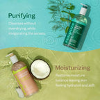 Renpure LLC Tea Tree Mint Oil & Coconut Vitamin E, Sulfate Free Moisturizing - Image 3