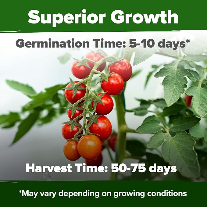 HOME GROWN Large Red Cherry Tomato Seeds 500+ Heirloom Non GMO Seeds - Image 2