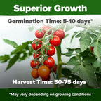 HOME GROWN Large Red Cherry Tomato Seeds 500+ Heirloom Non GMO Seeds - Image 2