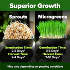 HOME GROWN Hard Red Winter Wheatgrass Seeds 12, 000+ Bulk 1.5 lb Heirloom - Image 5