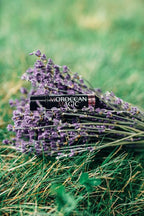 Moroccan Magic Organic Lavender Vanilla Lip Balm 3 Pack | Ultra-Hydrating Argan - Image 7