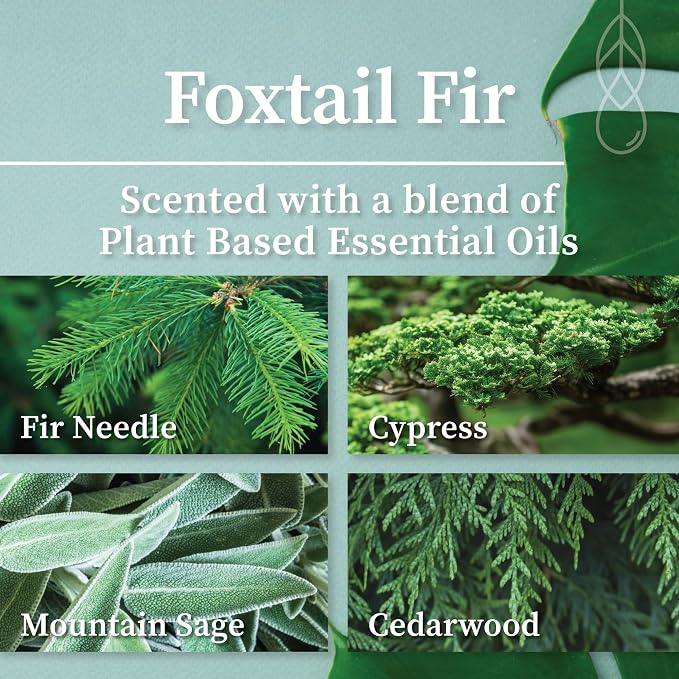 Hemlock Park Foxtail Fir Apothecary Hand-Poured Scented Candle | Crackling Wood - Image 2
