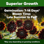 HOME GROWN Chocolate Cherry Sunflower Seeds 75 Heirloom Seeds - Image 5