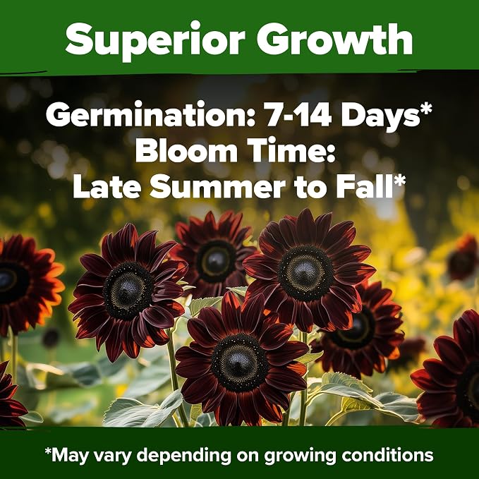HOME GROWN Chocolate Cherry Sunflower Seeds 75 Heirloom Seeds - Image 5