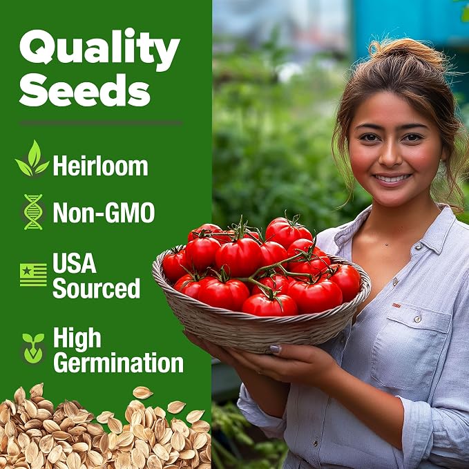 HOME GROWN Beefsteak Tomato Seeds 300+ Heirloom Non-GMO Seeds - Image 4