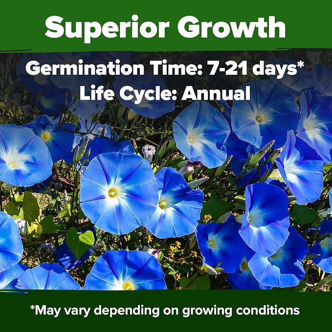 HOME GROWN Morning Glory Seeds, Heavenly Blue 300 Heirloom Morning Glories Vine - Image 2