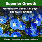 HOME GROWN Heavenly Blue Morning Glory - Image 2