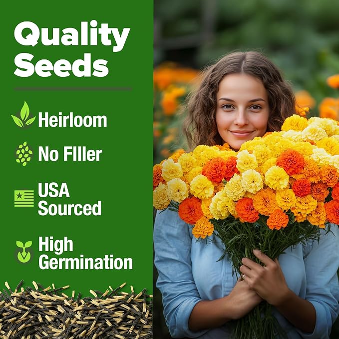 HOME GROWN Petite French Marigold Seeds 658 Flower Seeds - Image 2