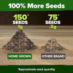 HOME GROWN Will Rogers Zinnia Seeds - Image 3