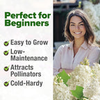 HOME GROWN 53 White Lilac Flower Seeds Non-GMO, Heirloom Tree Seeds - Image 4