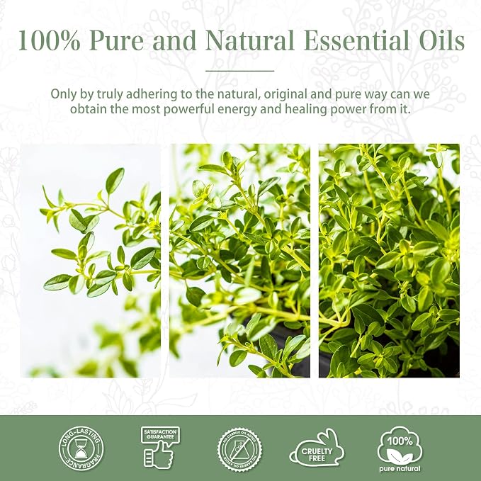 Thyme Essential Oil, 1.01Fl.Oz PHATOIL Pure Essential Oil Singles - Image 7