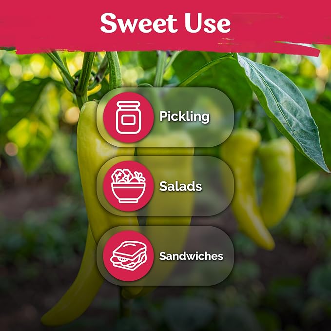 KVITER 100 Sweet Banana Pepper Seeds - Image 6