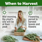 HOME GROWN Rosemary Seeds Pack - Image 7