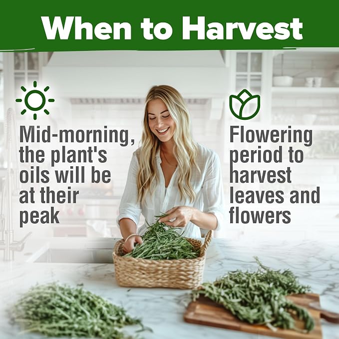 HOME GROWN Rosemary Seeds Pack - Image 7