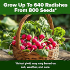HOME GROWN Cherry Belle Radish Seeds 800+ Heirloom Non-GMO Seeds - Image 6