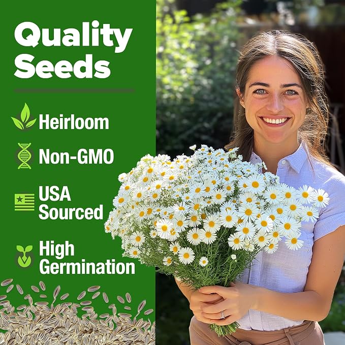 HOME GROWN German Chamomile Seed Pack 2, 280 Non GMO Heirloom Seeds - Image 2