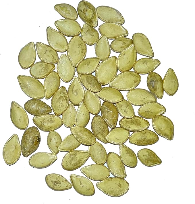 Seed Needs, Table King Acorn Winter Squash Seeds - Image 4