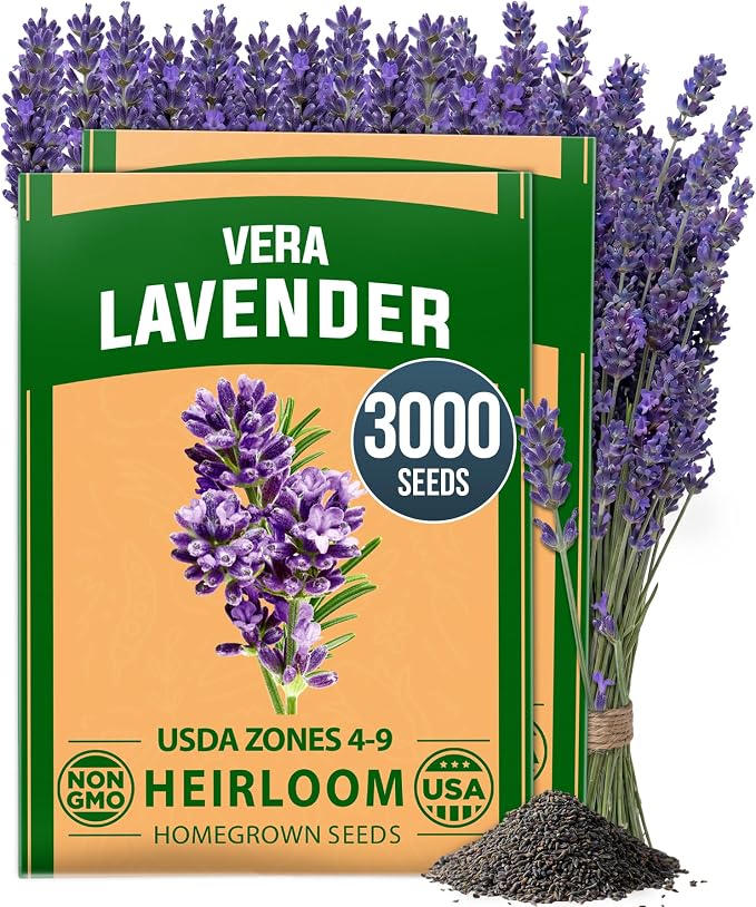 HOME GROWN Non GMO English Lavender Seeds 3, 000+ Wildflower Seed by HOMEGROWN