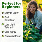 HOME GROWN Non GMO Peppermint Seeds Pack 2, 370 Heirloom Mint Seeds - Image 4