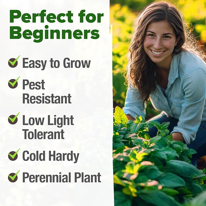 HOME GROWN Peppermint Seeds 2 Pack 4, 740 Heirloom Mint Seeds - Image 4
