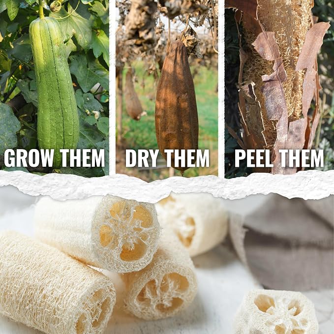 Seed Needs Luffa Seeds for Planting Loofah Sponge Gourds - Image 2
