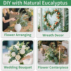Green Dried Eucalyptus Bundle 12 Pcs Real Stems 17 Inch Fresh Natural - Image 5