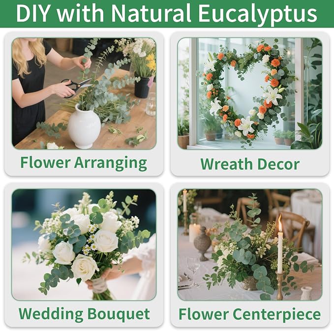 Green Dried Eucalyptus Bundle 12 Pcs Real Stems 17 Inch Fresh Natural - Image 5