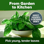 HOME GROWN Genovese Basil Seeds 2 Pack - Image 7