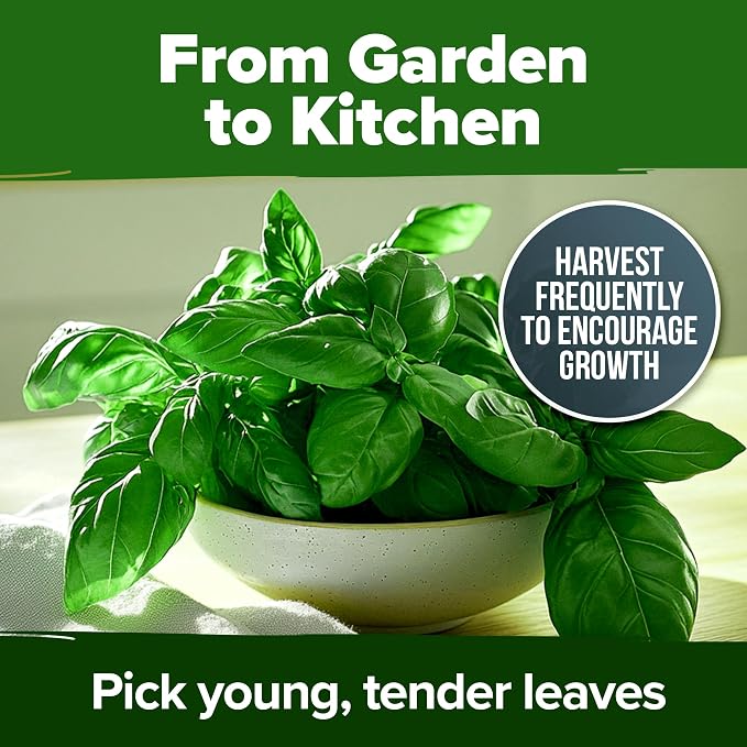 HOME GROWN Genovese Basil Seeds 2 Pack - Image 7
