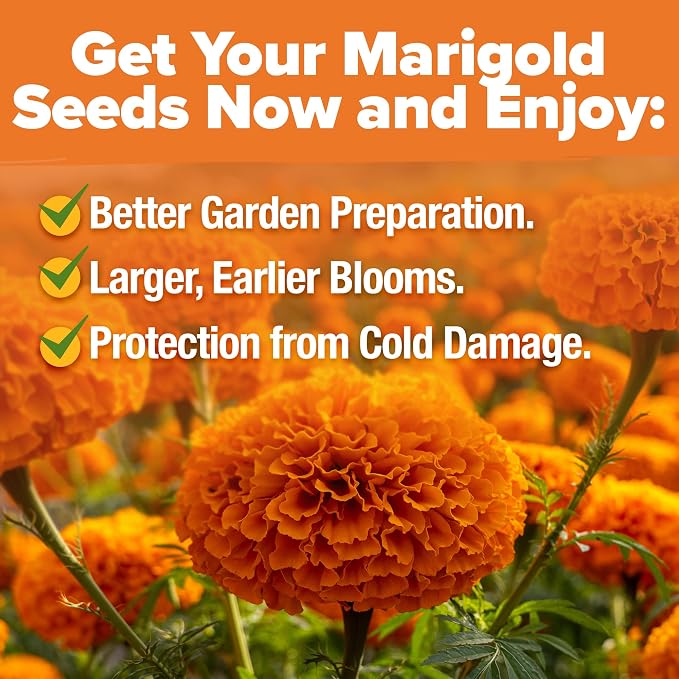 HOME GROWN Crackerjack Marigold Seeds | 4 oz / 35, 000 Flower Seeds Planting - Image 5