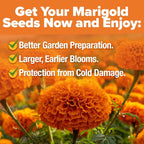 HOME GROWN Crackerjack Marigold Seeds 2.05oz - Image 5