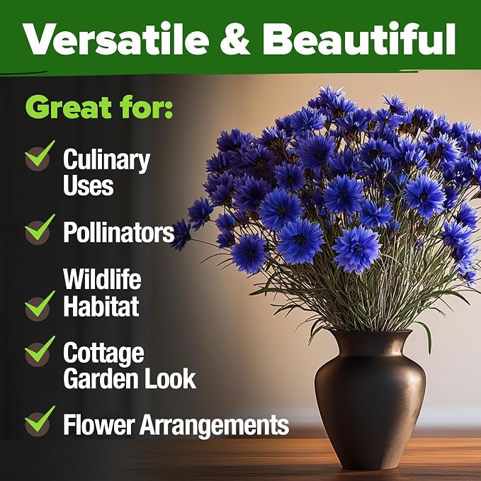 HOME GROWN Bachelor Button Seeds Tall Blue - Image 7