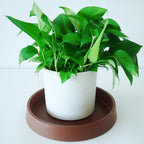 Plant Saucer Tray for Ceramic Plastic Pots, 12 inch Plant Saucers for Indoors - Image 4