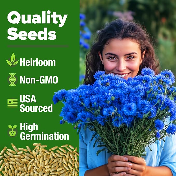HOME GROWN Bachelor Button Seeds Tall Blue - Image 2